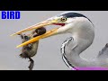 Swan Doesn T Like To See An Avian Animal Predator Eating Duck Chicks