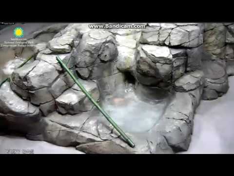 2017.05.18 MOM MEI RETRIEVING BISCUITS