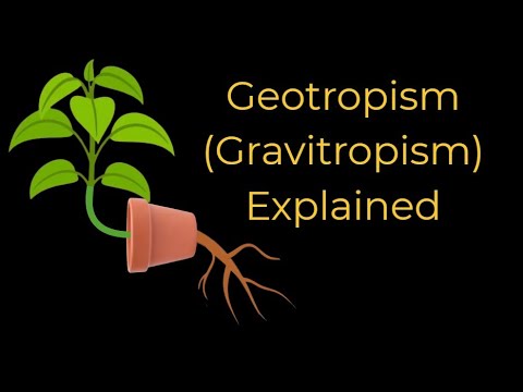 Geotropism  or Gravitropism explained
