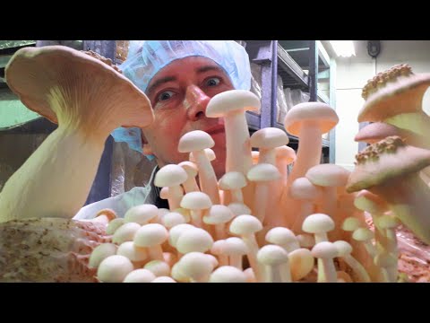 Гриб ЧАГА - 300 грамм, в виде порошка. - фото 1 - id-p2282095875