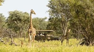 South Africa Travel Guide | Luxury Safari, Cape Town & Wine Country Explained