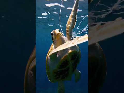 Sea Turtle Stuck in a Fishing Net! 🌊🐢#shorts