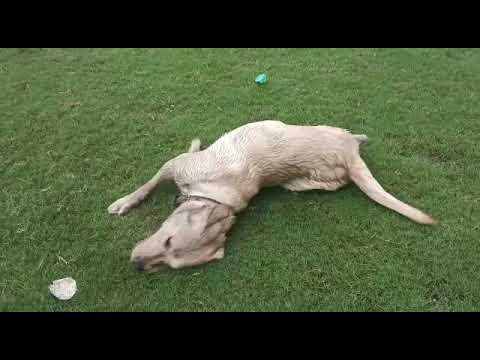 dogs 🐕🐶 funny moment #shorts video 📷 of Nasreen khan