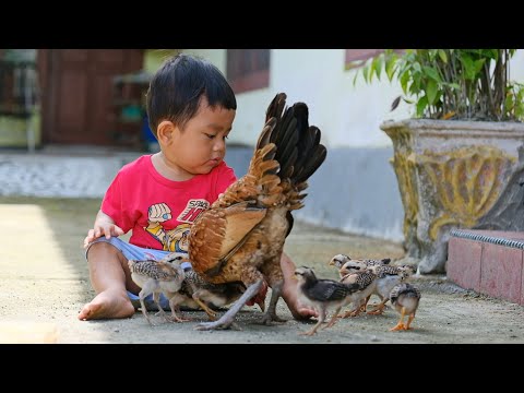 🐥 Chick Chick Song 🎶 | Anak Ayam Tek Kotek | Popular Kids Song 2025 🌈