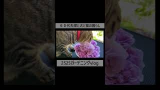 【ガーデニングvlog】６０代夫婦と犬と猫の暮らし/バラ レイニーブルー/キジトラ猫 #60歳代 #ガーデニングvlog #家庭菜園 #ガーデニング #庭作業 #シニアライフ60代 #