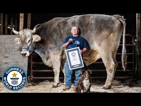 Meet Tommy, the World's Tallest Cow