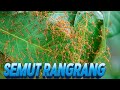 Semut Rangrang Pembuatan Sarang Jenius Dan Penghasil Kroto Terbaik