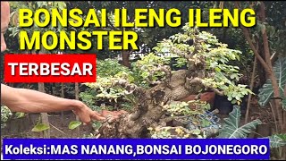 Download lagu THE BIGGEST BONSAI mp3 Download lagu THE BIGGEST BONSAI mp3