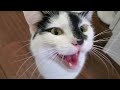Kitten CRYING For Food Like He S Legitimately Starving