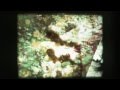 waltz #1 (for a friend) - video