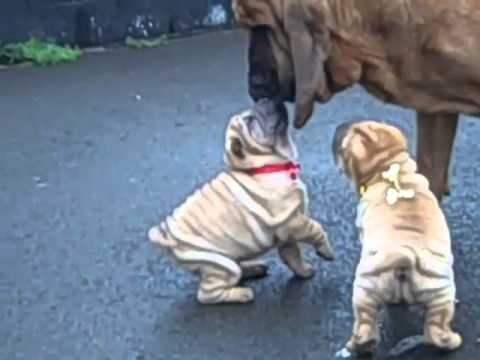 Tuck 'n Roll Acres | Shar Pei Breeder USA | The Wrinkle Dog