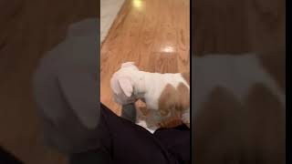 Video preview image #2 English Bulldog Puppy For Sale in MARE ISLAND, CA, USA