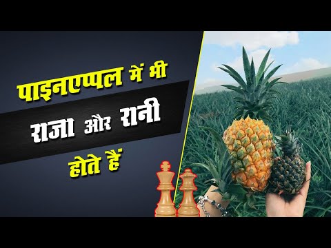 पाइनएप्पल में भी राजा-रानी होते हें 🍍| #shorts | how to find pineapple is king or queen | by TFK