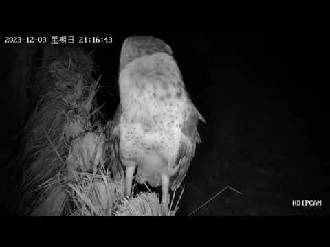 草鴞寶寶日記-1203草鴞寶寶開始有短距離飛行能力開始站上圍網探索周遭