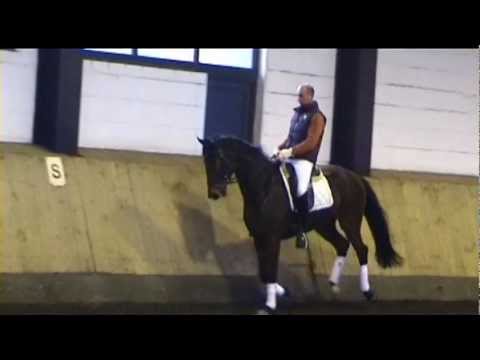 HANN. WALLACH V. LONDONTIME- DON FREDERICO, geb. 2008/ verkauft/ sold