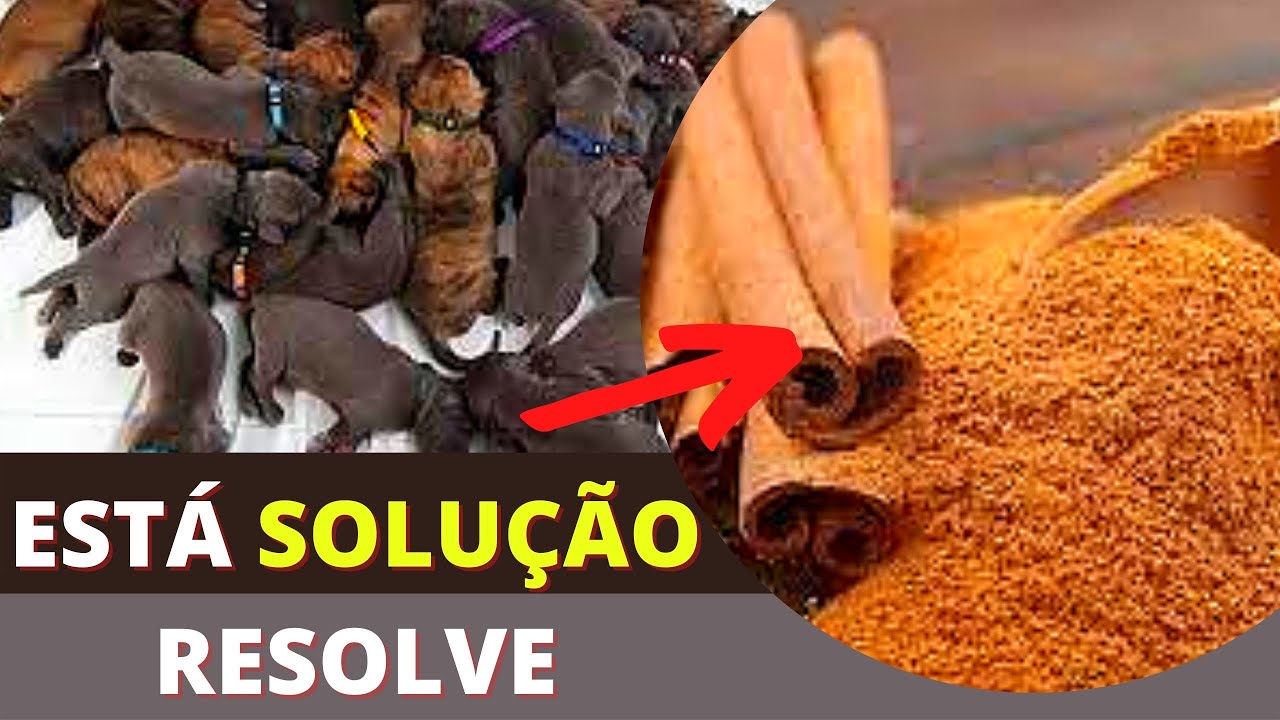 [IMPORTANTE] REMÉDIO CASEIRO PARA CORTAR O CIO DA CADELA - 5 DICAS
