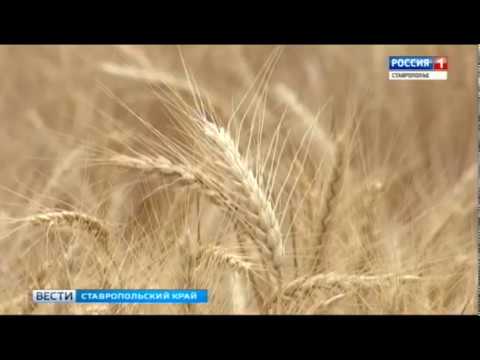Купить Зерновые В Ставропольском Крае