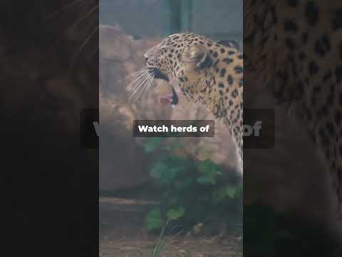 The Ultimate African Safari Kruger National Park in South Africa A Chance To see The big Five