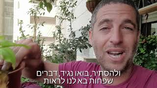 ליפופית הבטטה איפומאה צמח שגדל מעל מטר בחודש!!!