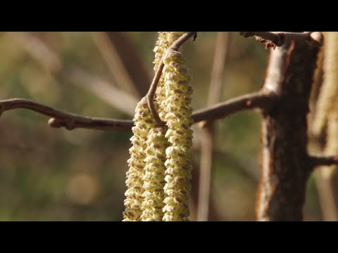 Zimska rezidba lešnika na prolećnim temperaturama