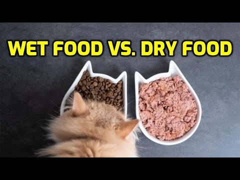 Should Cats Eat Wet Or Dry Food?