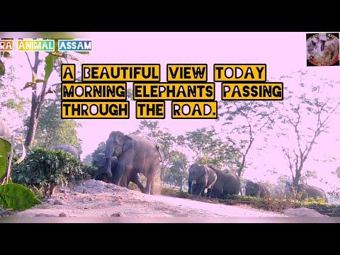 A BEAUTIFUL VIEW TODAY MORNING ELEPHANTS PASSING THROUGH THE ROAD.