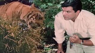 Download lagu धरम पाजी को शेर ने बनाया अपना शिकार | Dharmendra, Asha Parekh, Sanjeev Kumar | Shikar (1968) mp3