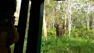 preview picture of video 'Elephant Attack in Kerala Forest | Must Watch | Muthanga Wild Life Sanctuary | Kerala | India'