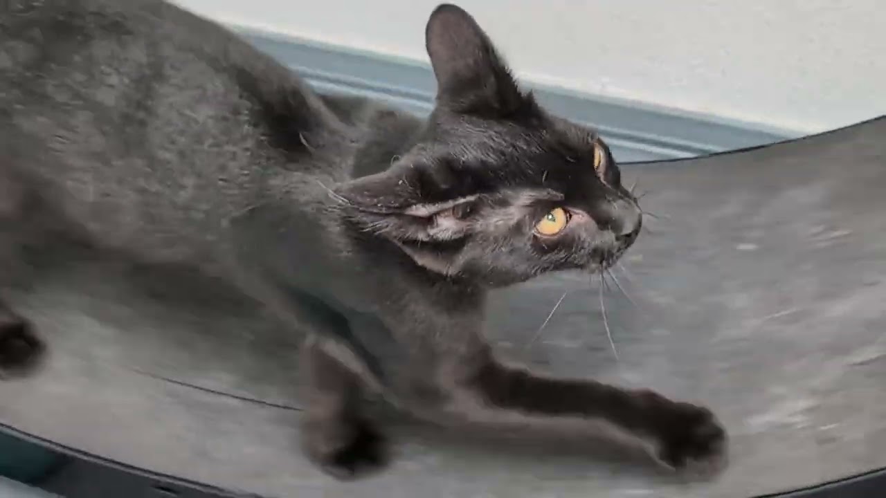 Enlarge Hugo, a Adoptable Domestic Short Hair in Carthage, IL video 6/6