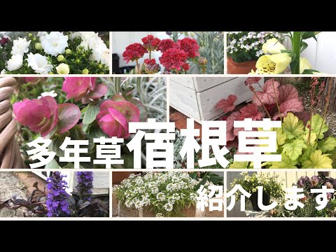 Pennisetum setaceum rubrum -graminée-ornement-feuillage-pourpre-noir-épillets-rose-pourpé