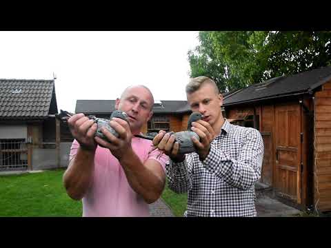 Piotr Bugała - PZHGP 0153 Ruda Śląska II / 4 Najlepsze Młode !!!