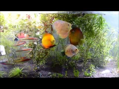 125 Gallon | Planted Discus Tank | 2015 August Update | New Discus