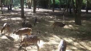 preview picture of video 'Bangalore - Dabaspet Deer Park Videos'
