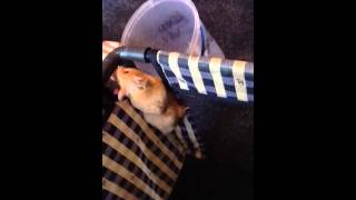Climbing hamster!!!