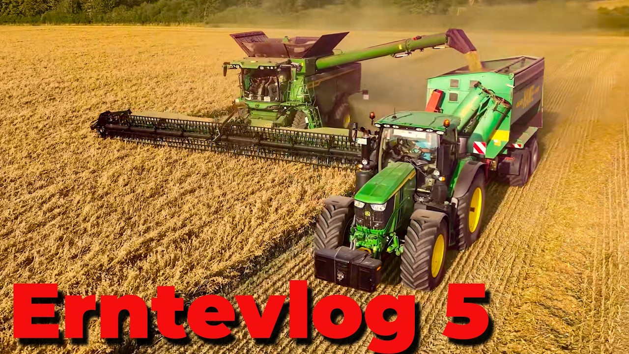 Vlog 352 Auch der Weizen enttäuschend! Sieht es beim Hafer besser aus?