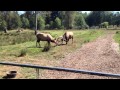 Elk S Putting On A Show At The Zoo
