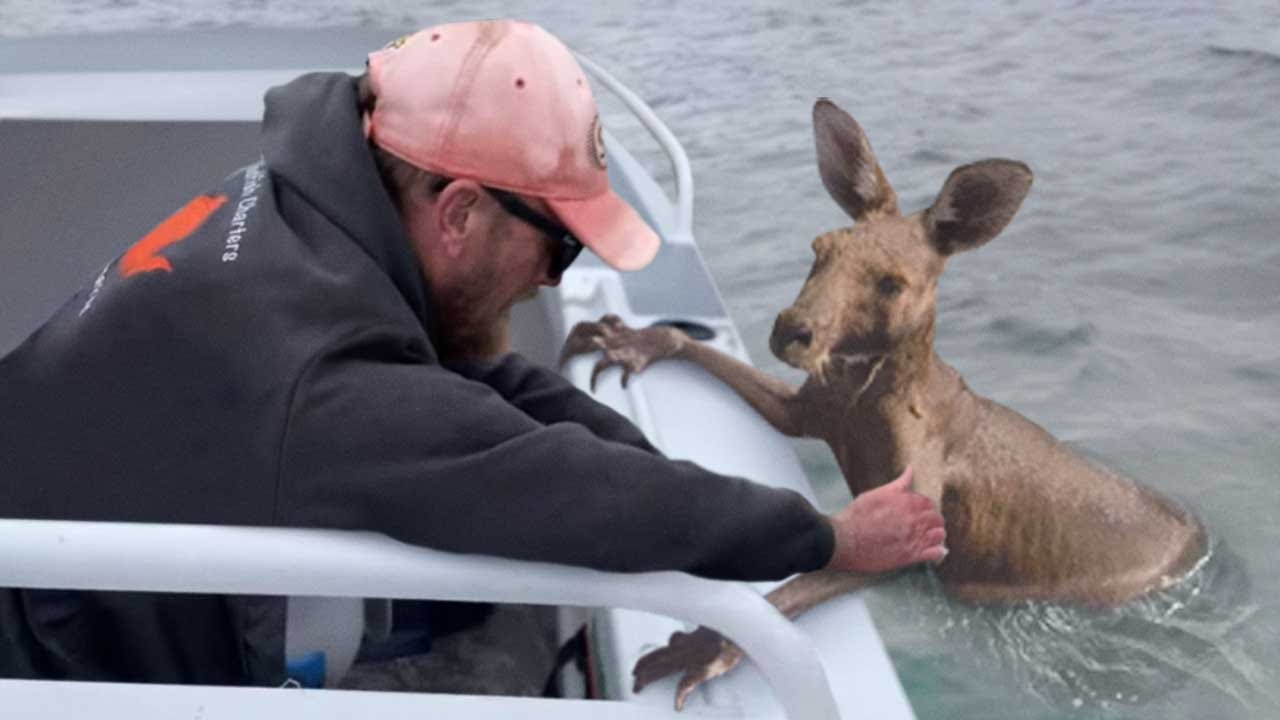 30 Animals That Asked People for Help & Kindness !