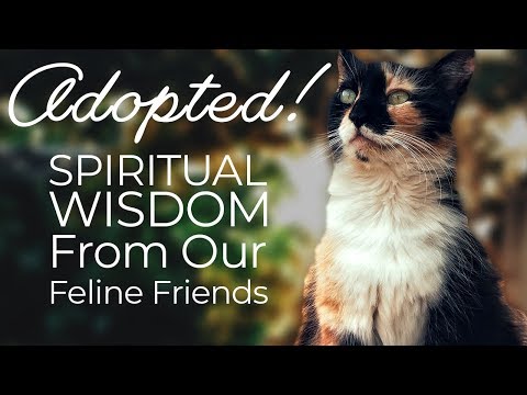 Adopted | The Karma of Cats