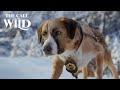 The Call Of The Wild New Lead Dog Clip