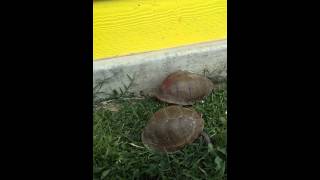 preview picture of video 'Turtles in back yard 5 of them'