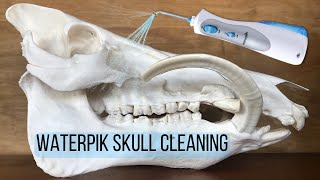 CLEANING A  SQUIRREL SKULL WITH A WATERPIK