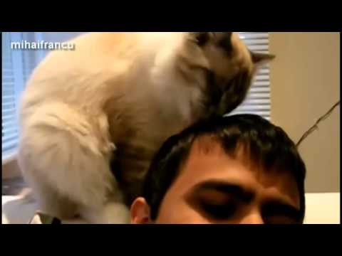 Cats Grooming Humans Compilation