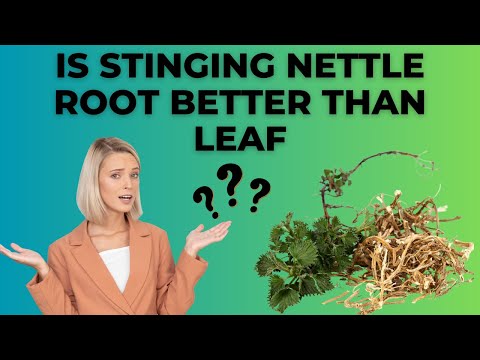 Is Stinging Nettle Root Better Than Leaf?
