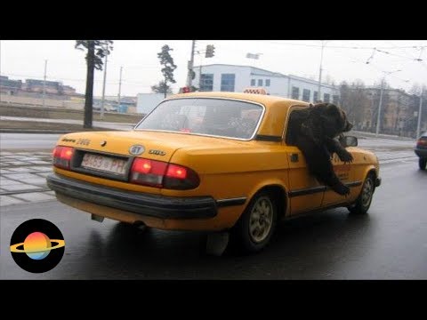 Złotówy vs Uber.