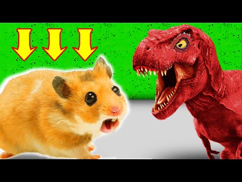 Obstacle Course with Traps Maze With Giant Dinosaur In Hamster Stories