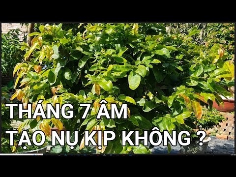 🔴 QBS22237 - CAN I CREATE YELLOW APRICOT BUDS IN JULY IN TIME FOR TET? 0942456100 || HOW TO CREAT...