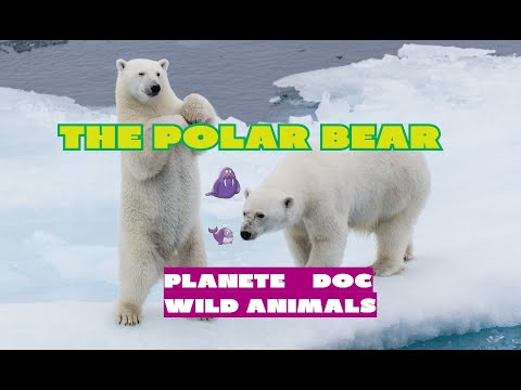 THE POLAR BEAR /The Life of a Baby Polar Bear