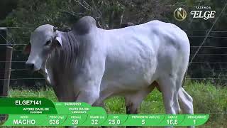 Vídeo ELGE7141