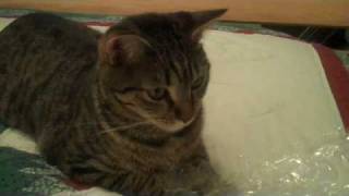 cat bad boy frank the kitty