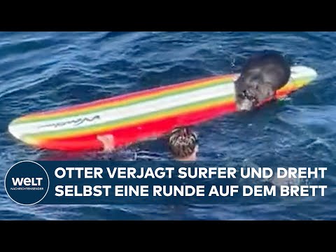 DREISTER DIEB: Aggressiver Otter verjagt Surfer und klettert dann selbst auf das Brett